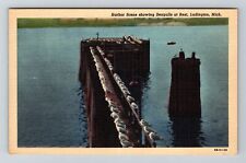 Ludington MI-Michigan, Harbor Scene Seagulls at Rest, Vintage Postcard picture