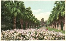 Postcard CA Los Angeles California Palm Walk Eastlake Park Vintage PC H6498 picture