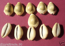 Yellow Kodi 21pcs-100% Natural Cowry Shells for success,prosperity RELIGIOUS EDH picture