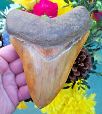NEARLY 6 INCH PUMPKIN ORANGE MASSIVE Megalodon Shark Tooth picture