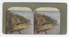 c1900's Printing Error Stereoview A Drake Wood Duck on a Bog in The Marsh picture