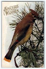 1909 Sincere Wishes Bird At The Pine Leaf Morgantown West Virginia WV Postcard picture