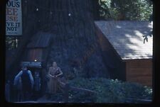 Ripley’s Believe It Treehouse Redwood 1950s 35mm Slide Red Border Kodachrome picture