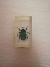 100% original exotic beetles real insects in resin (17) picture