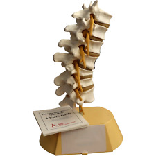 Vintage Medical Physician Desk Model Spine Drawer Anatomical Display Vertebra picture