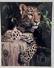 John Wagner Collection IMPACT Photo Print 1979 Leopard #1045 8X10 picture