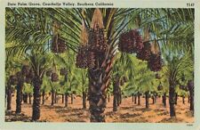 Indio CA California, Coachella Valley, Date Palm Tree Grove, Vintage Postcard picture