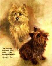 ** Cairn Terrier - CUSTOM MATTED - Vintage Dog Art Print - Poortvliet picture