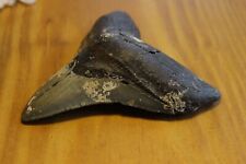 Megalodon Shark Tooth (Carcharocles megalodon) 4.15