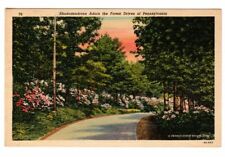1938 Postmarked Postcard Rhododendrons Adorn the Forest Drives of Pennsylvania picture