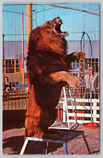 Postcard A Performing Lion At The Circus Hall Of Fame In Sarasota Florida picture