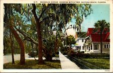 Daytona Beach Florida FL Magnolia Street Witch Tree Vintage Postcard  picture