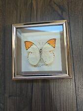 Vintage Framed Preserved Butterfly Hebomoia glaucippe formosana picture