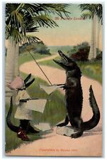 c1910's The Private Lesson Anthropomorphic Alligator Singing Tutorial Postcard picture
