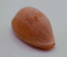 ULTRA RARE Cypraea (Cypraeovula) capensis elizabethensis 28.2mm S. Africa picture
