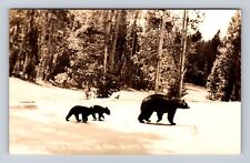 RPPC-Mama Bear And Cubs Out For A Stroll, Northwoods, Vintage Souvenir Postcard picture