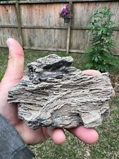 Texas Live Oak Petrified Wood 5x3x2 Natural Detailed Rotted Tree Branch Piece picture