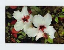 Postcard White Hibiscus Florida USA North America picture