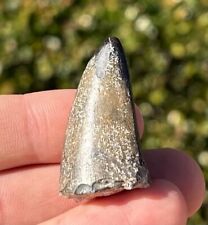 Theropod Dinosaur Tooth Fossil from Niger 1.4” Eocarcharia Carcharodontosaurid picture