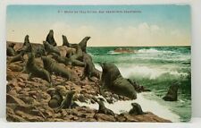 Seals on Seal Rocks San Francisco California Postcard J6 picture