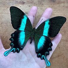 REAL Papilio blumei Green Swallowtail BIG Butterfly SHIPS FROM USA  picture