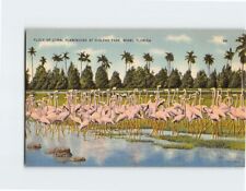 Postcard Flock Of Coral Flamingoes At Hialeah Park Hialeah Florida USA picture