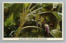 Banana Tree Tropical Florida FL Postcard  picture