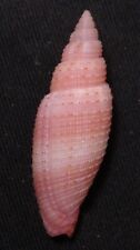 edspal shells - Mitra incarnata  31mm F+++ marine gastropods sea shells picture