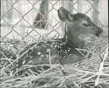1960 Animal Costa Rican Fawn Deer Napping Bob East Hay Fence 8X10 Vintage Photo picture