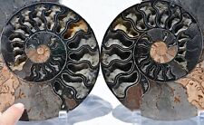 RARE 1-in-100 BLACK Ammonite Pair Deep Crystals 228mm XXXLRG 9.1