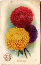 Dahlias #59, Beautiful Flowers J16, C hurch & Co. Arm & Hammer New Series picture