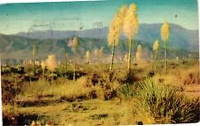 Vintage Postcard- Yucca picture