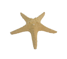 HUGE Real Dried Starfish Pisaster Ochraceus Sea Star Nautical Beach Collectible picture
