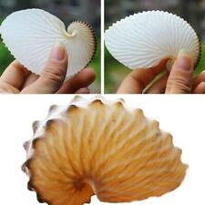 5cm Natural Pink Shell Conch Coral Sea Snail Starfish Hot Fish Decor New A3S6 picture
