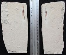 Squid 122 - Uncut Both Sides Preserved - Zero Paint - Cretaceous Fossils Lebanon picture