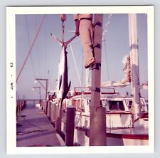 c1960s Fisherman with Marlin Catch Sailboat Docks Vintage Photos picture