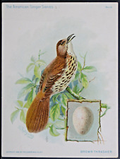 The American Singer Series Lg Trade Cards #13 Brown Thrasher  1900  EPH69 picture