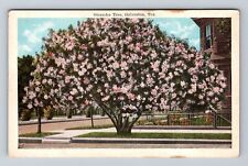 Galveston TX-Texas, Oleander Tree, Antique, Vintage Postcard picture
