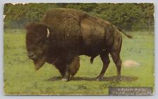 Vtg Post Card American Bison the herd at zoo in Delaware Park, Buffalo N.Y. C245 picture