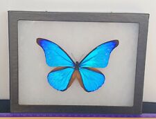  MORPHO RHETENOR CACICA A1 FROM PERU MOUNTED RIKER FRAMED FANTASTIC BUTTERFLY. picture