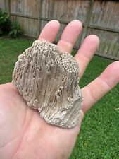 Texas Petrified Palm Wood Detailed Rotted Fossil Branch End Piece picture