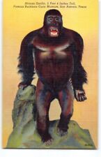 1930s Gorilla~San Antonio TEXAS TX Linen Museum Advert. Curt Teich Postcard -N5 picture