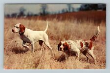 Two Hunting Dogs In A Field, Game Ahead, Ready For Action, Vintage Postcard picture