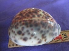 Cypraea Tigris 2.5in Tiger Cowrie 67mm Spotted Sea Shell Beach Decor Glossy picture