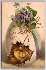 Clapsaddle Easter~4 Chicks Break Out Of Large Egg~Violets~Gold Bow~Emb~IAPC~1910 picture
