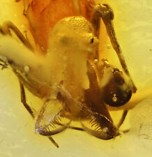 Rare Archaeidae (Assassin Spider), Fossil inclusion in Baltic Amber picture