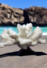 Cats Paw Coral (10”x6”) picture