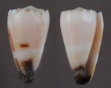 Seashells Conus vidua cuyoensis 48.7mm F++ albinistic form marine specimen rare picture