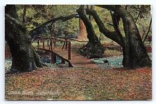 Postcard Laurel Grove Muir Woods Mt. Tamalpais California (Dog-ear Corner) picture