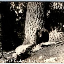 c1920s Crater Lake, Ore. RPPC Maggie the Bear Real Photo Cute Postcard OR A99 picture